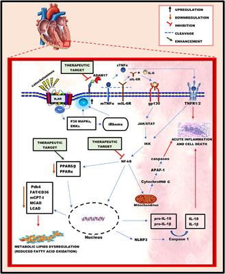 The Synergy of ADAM17-Induced Myocardial Inflammation and Metabolic Lipids Dysregulation During Acute Stress: New Pathophysiologic Insights Into Takotsubo Cardiomyopathy